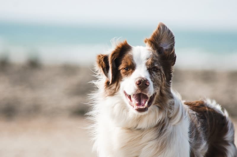 Pet Care Services